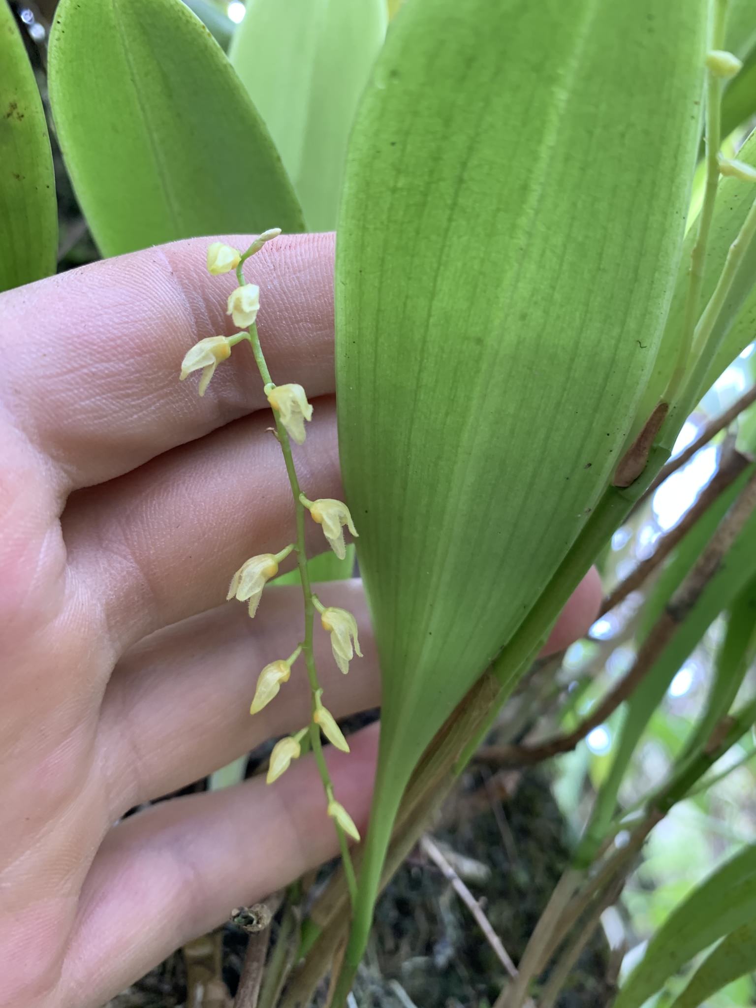 Stelis gelida